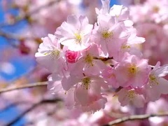 Recent screenshot of blueboba