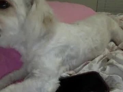 Recent screenshot of jassdoll